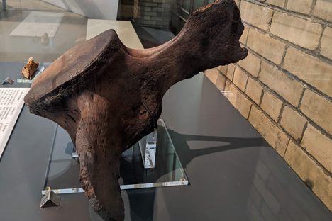 Side view of the vertebra.