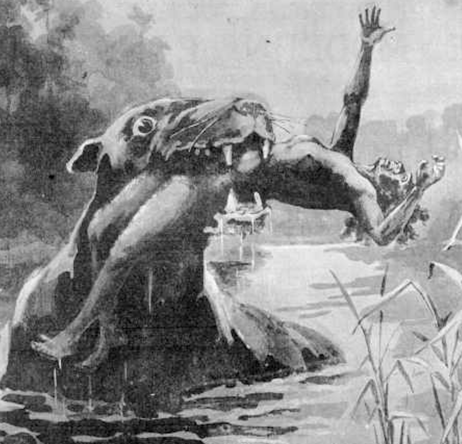 This 1890 print of a bunyip attacking an Aboriginal woman was first published in <em>The Illustrated Australian News</em>. At the time, many believed bunyips were very real monsters, just waiting to be discovered.