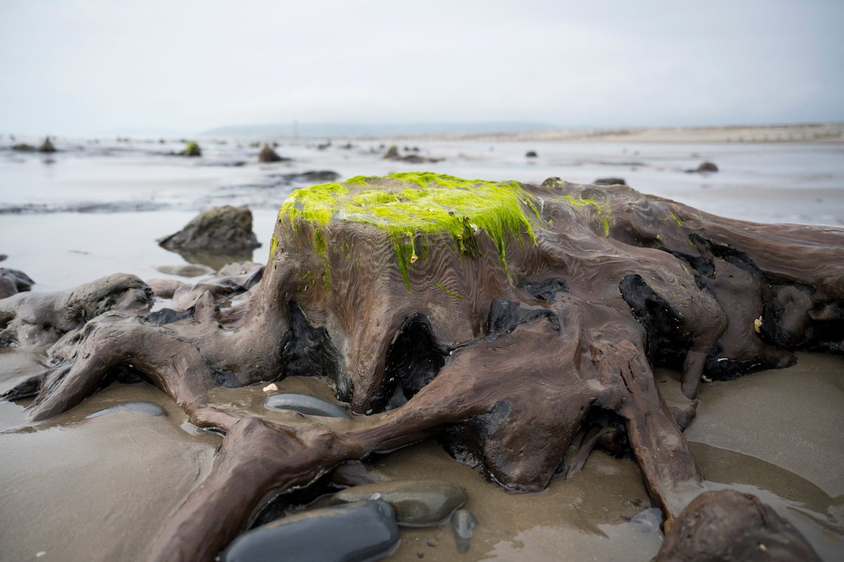 ancient underwater forest