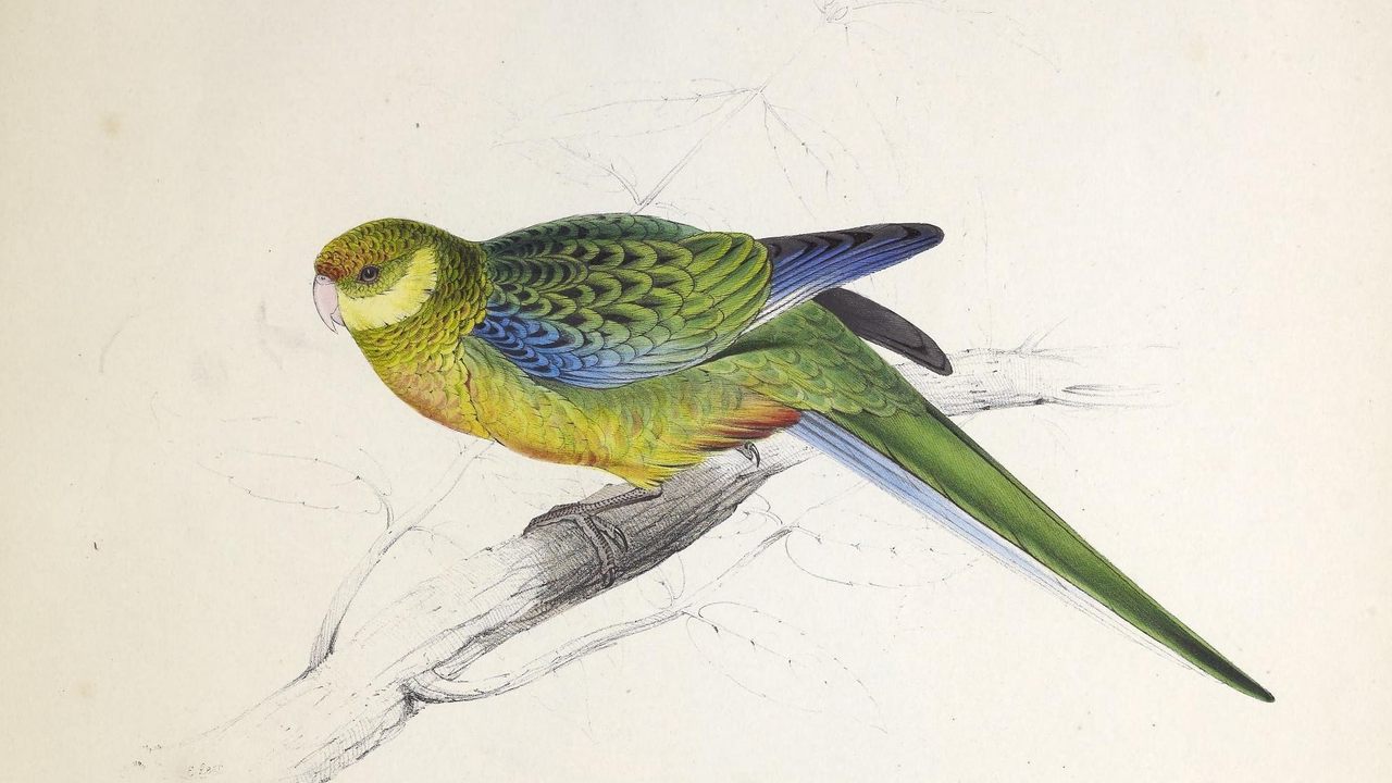 A Stanley parakeet, one of 42 plates in Edward Lear's <em>Illustrations of the Family of Psittacidae, or Parrots</em>.