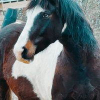 Profile image for justaolcowgirl
