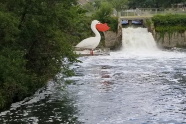 Pelican Pete