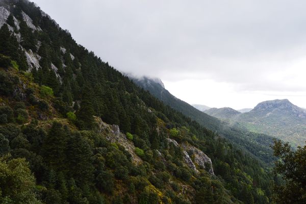 Pinsapar De Grazalema