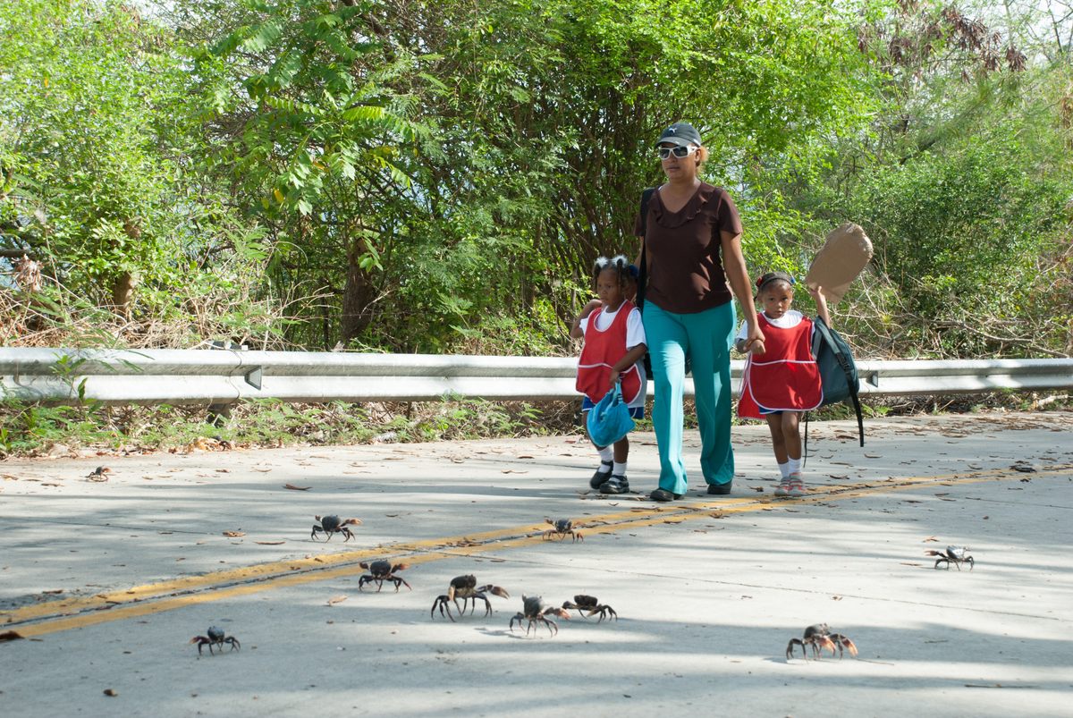 Crabs scuttling towards the beach.