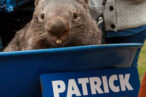 The World's Favorite Wombat Has Died