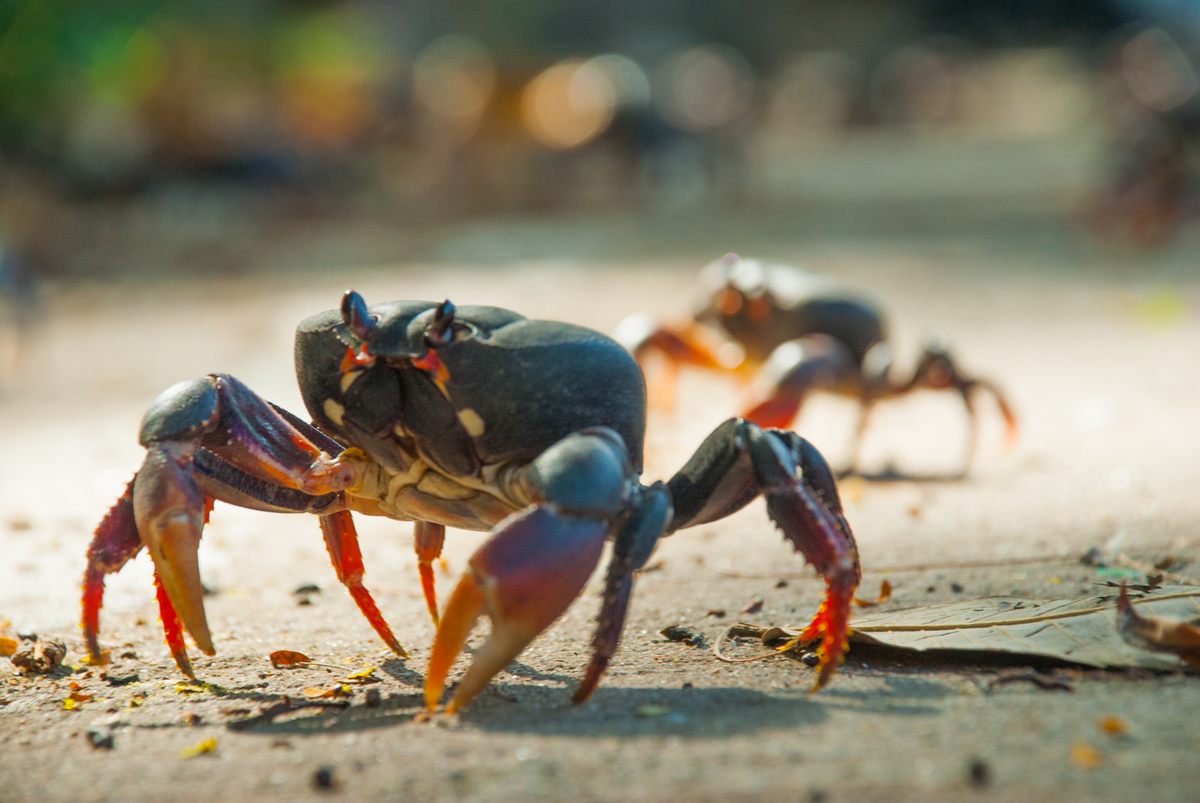 Crabs on the beach during their migration.
