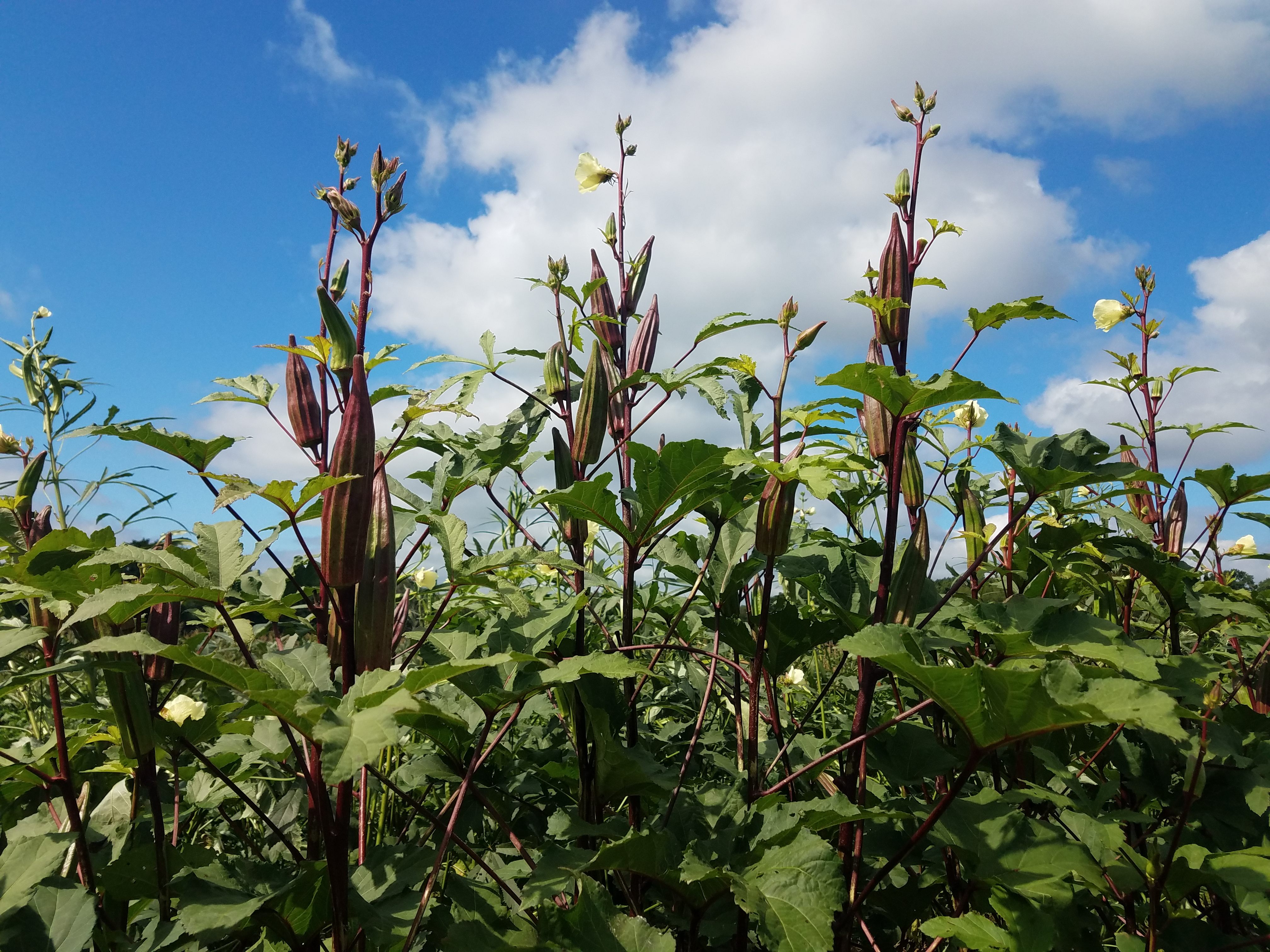 Global favorites, like this okra grown by Rutgers, can thrive in New Jersey.