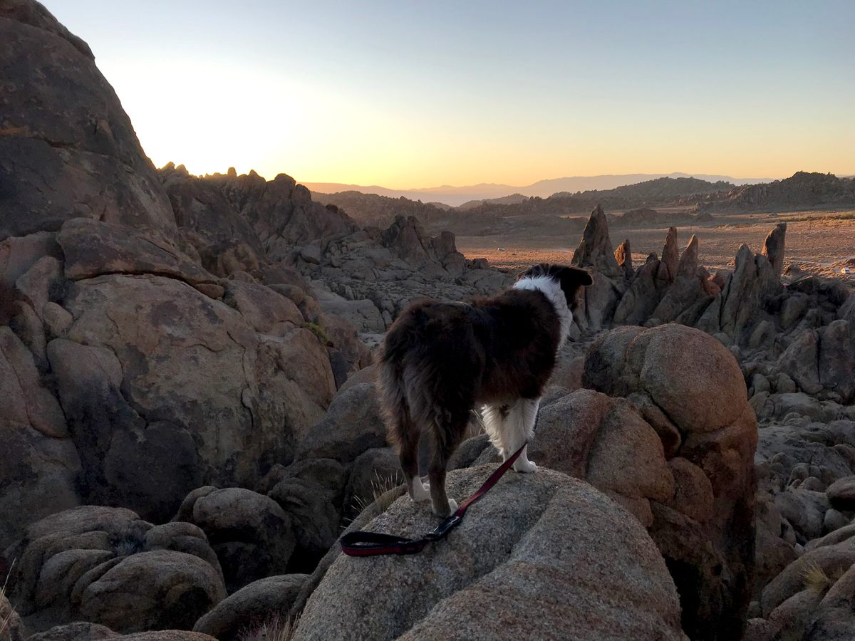 Sunrise in the Alabama Hills with the author's dog.