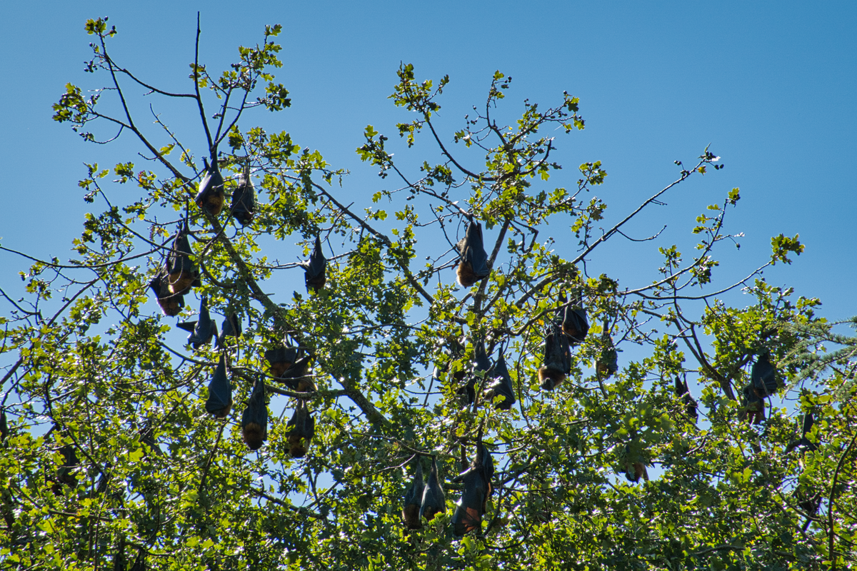 The colony at Colac Botanic Gardens seasonally numbers in the thousands, leading to worry about the garden's historic trees.