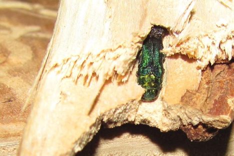 Why One Beetle is Making St. Louis Chop Down Its Own Trees