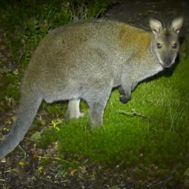 A wallaby on Inchconnachan.