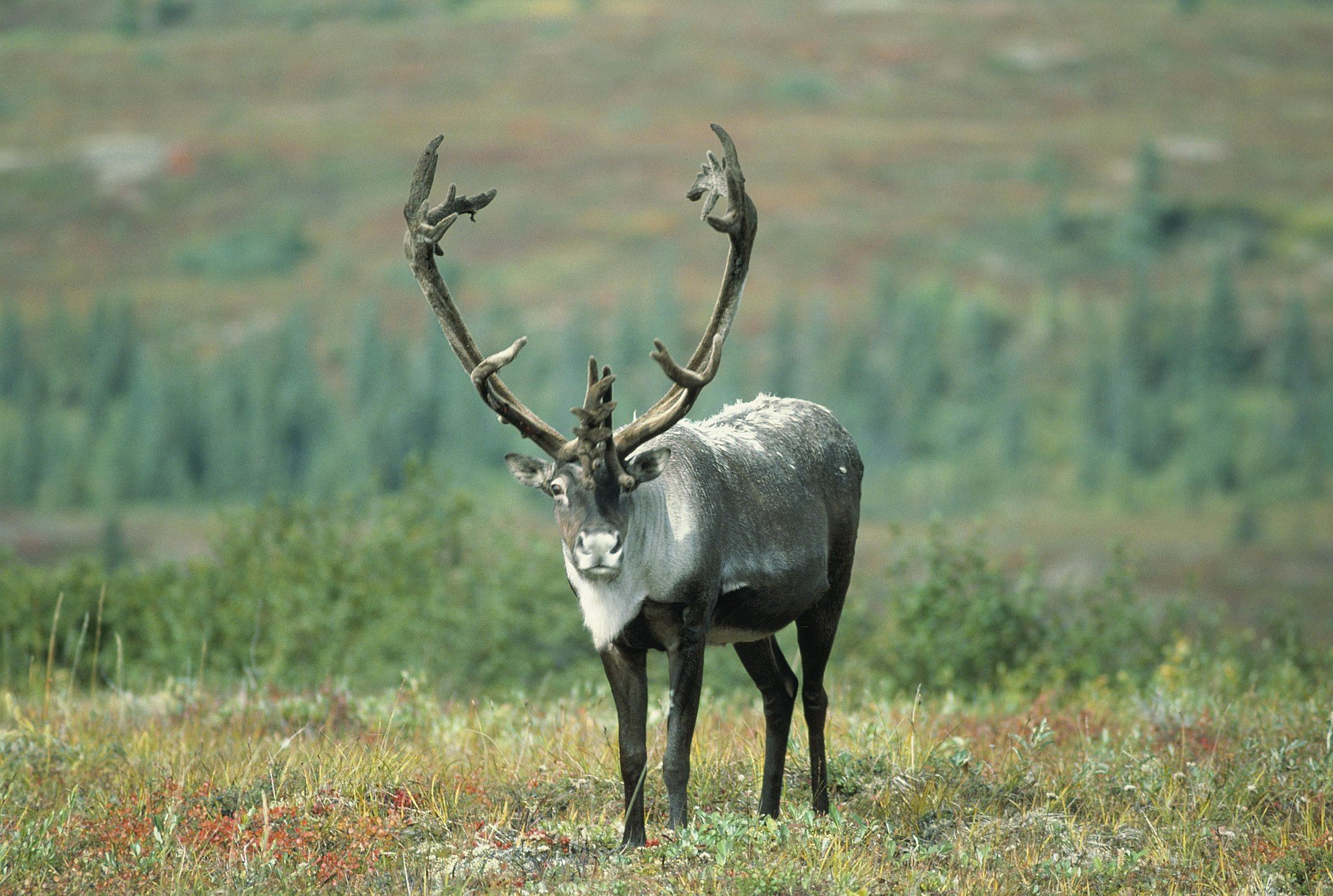 Stefansson nearly contracted "rabbit poisoning" by eating too-skinny caribou.