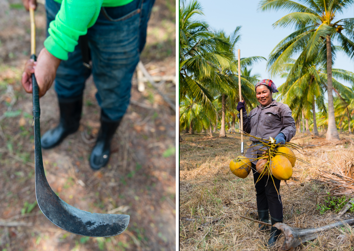 The tool of choice for harvesting in one of Chaokoh's large groves.