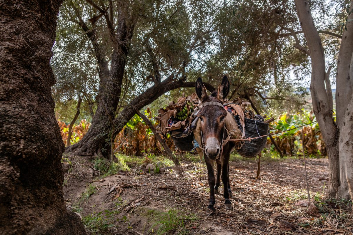 A farmer's donkey carries bananas and other produce.