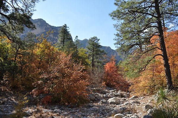 Some Fall Color in McKittrick Canyon