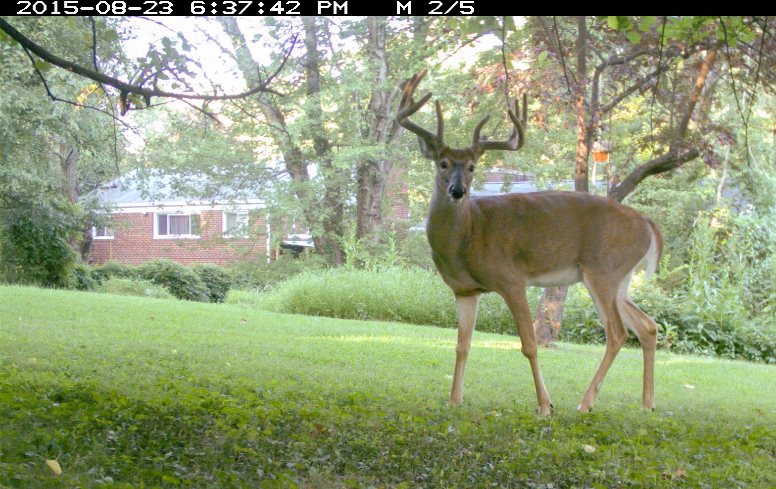 A deer poses in front of someone else's house.