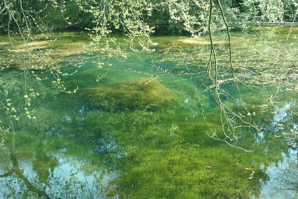 Silent Pool – Albury, England - Atlas Obscura