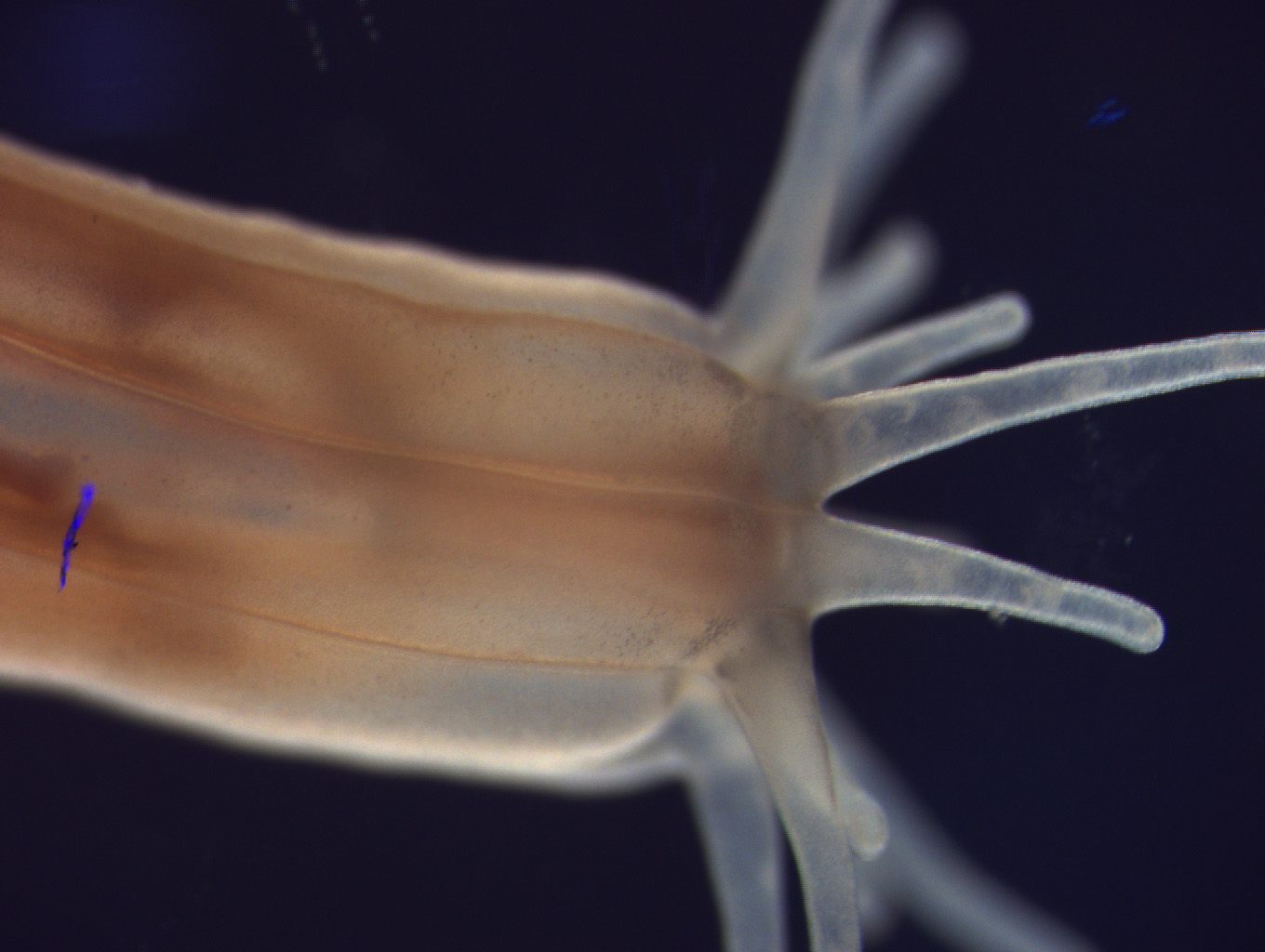 These anemones change their venom over the course of their lives.