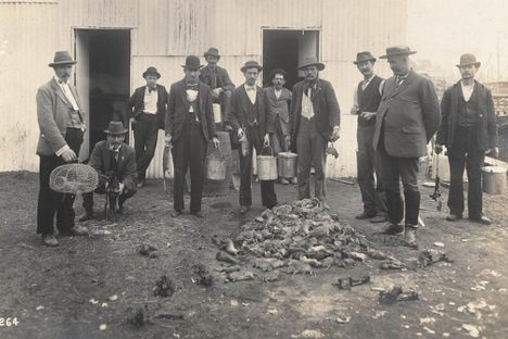 Sydney rat catchers in 1900