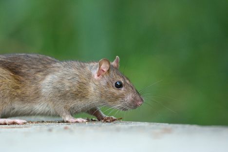 A rat enjoying life in Paris's Parc de Bercy.
