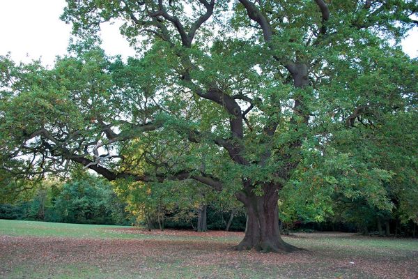 The Gilwell Oak