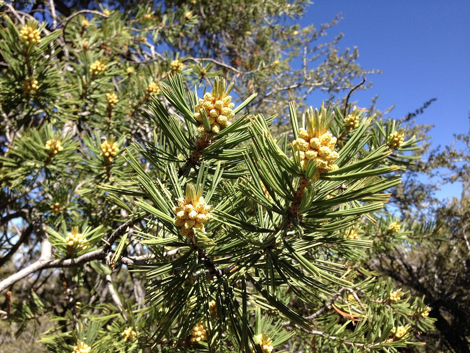Pine pollen is a crafty hitchhiker. Researchers recently determined that it can remain on certain types of clothing for up to two weeks.