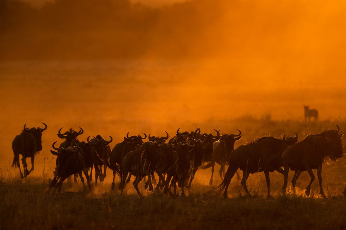 Fotografka Silka Hulman zachytila ​​na brehu rieky Mara skupinu pakoní, ktoré skoro ráno utekali pred levmi.  Levy robia väčšinu svojho lovu pre svoju pýchu;  Keď je korisť hojná, zvyčajne sa zabíja každé tri alebo štyri dni.