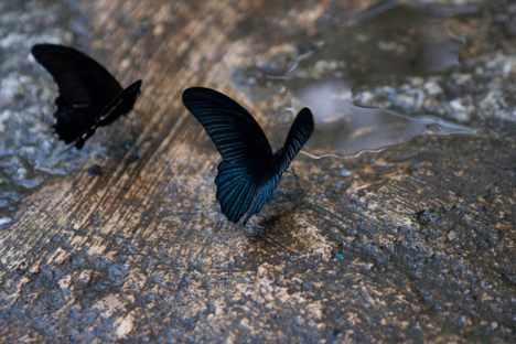 Kuala Lumpur Butterfly Park