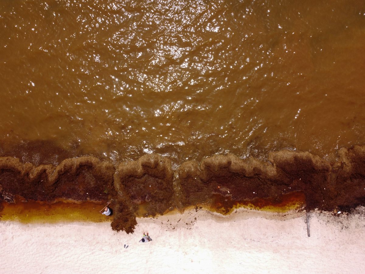 Sargassum seaweed colors the water brown in Soliman Bay, north of Tulum, Mexico. In August 2022, workers painstakingly removed masses of seaweed from the beach by hand.