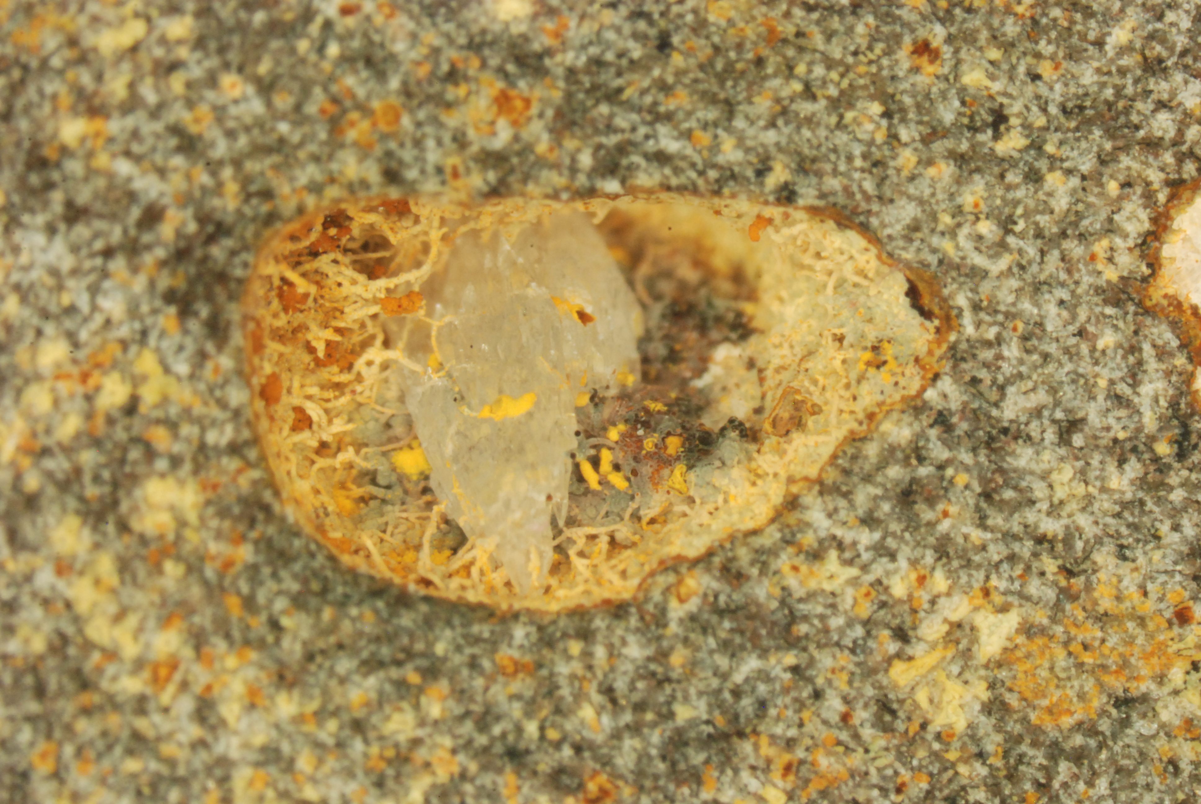 Fossilized microbial fungi trapped in a core from the Hawaiian-Emperor seamount chain.