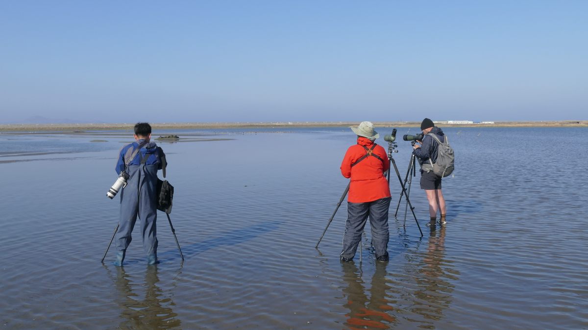 The watchers wade into the water to observe godwits more closely.