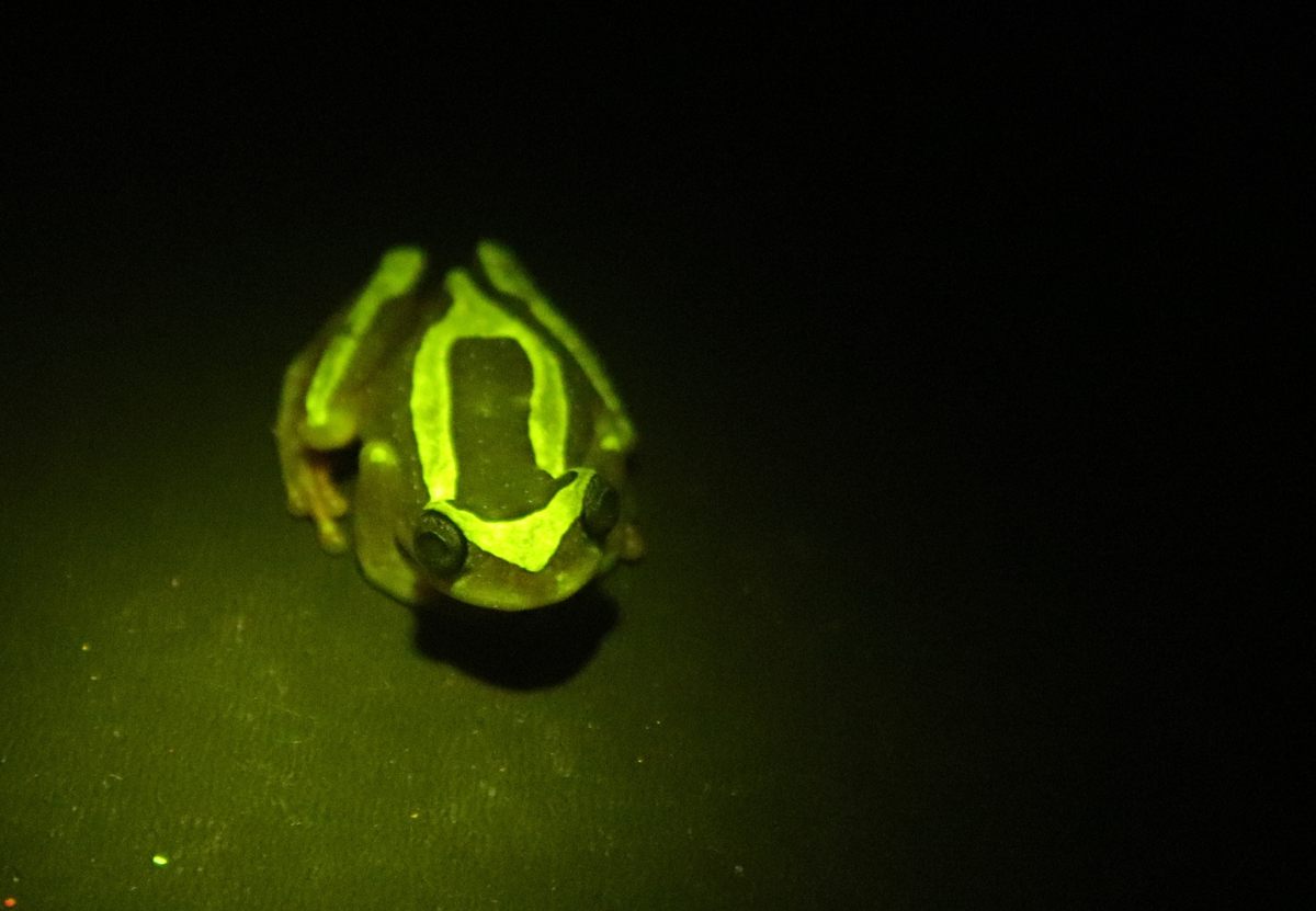 Biologists Threw a Fluorescent Frog Rave in the , for Science - Atlas  Obscura