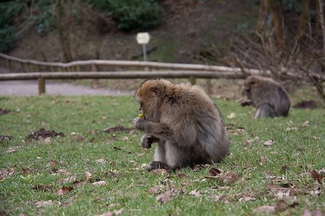 The weather is not extraordinarily different than their native habitats.
