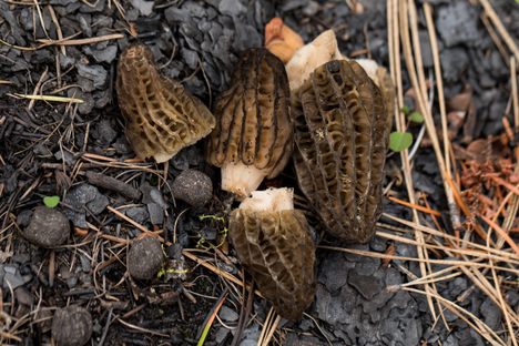 Harvested fire morels against charred bits of wood.