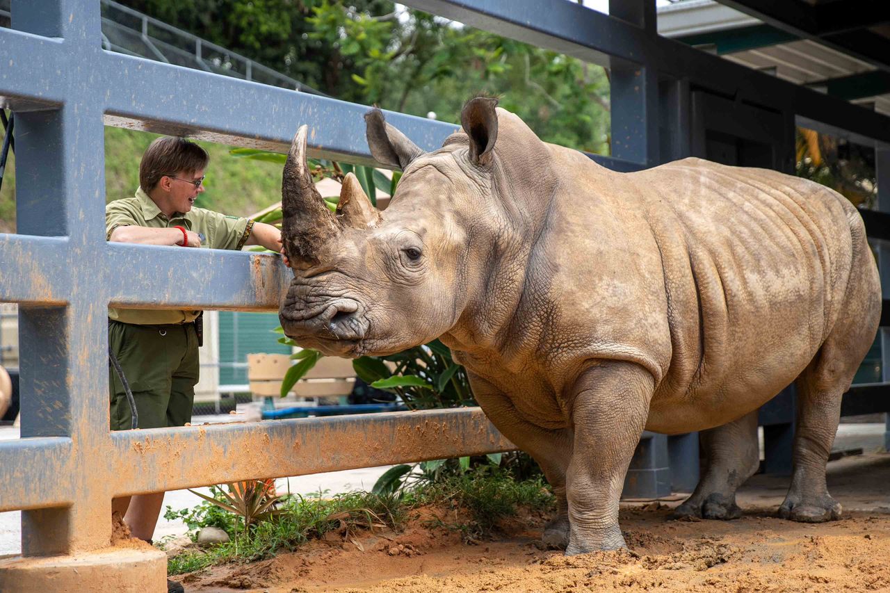 Kiama is one of about a dozen white rhinos at Disney Animal Kingdom, where caretakers work to keep the animals happy and healthy.