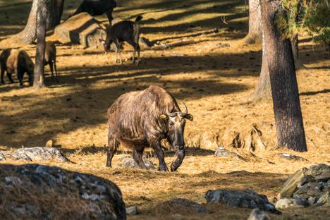Bhutan's national animal, the Takin, at Motithang Takin Preserve.