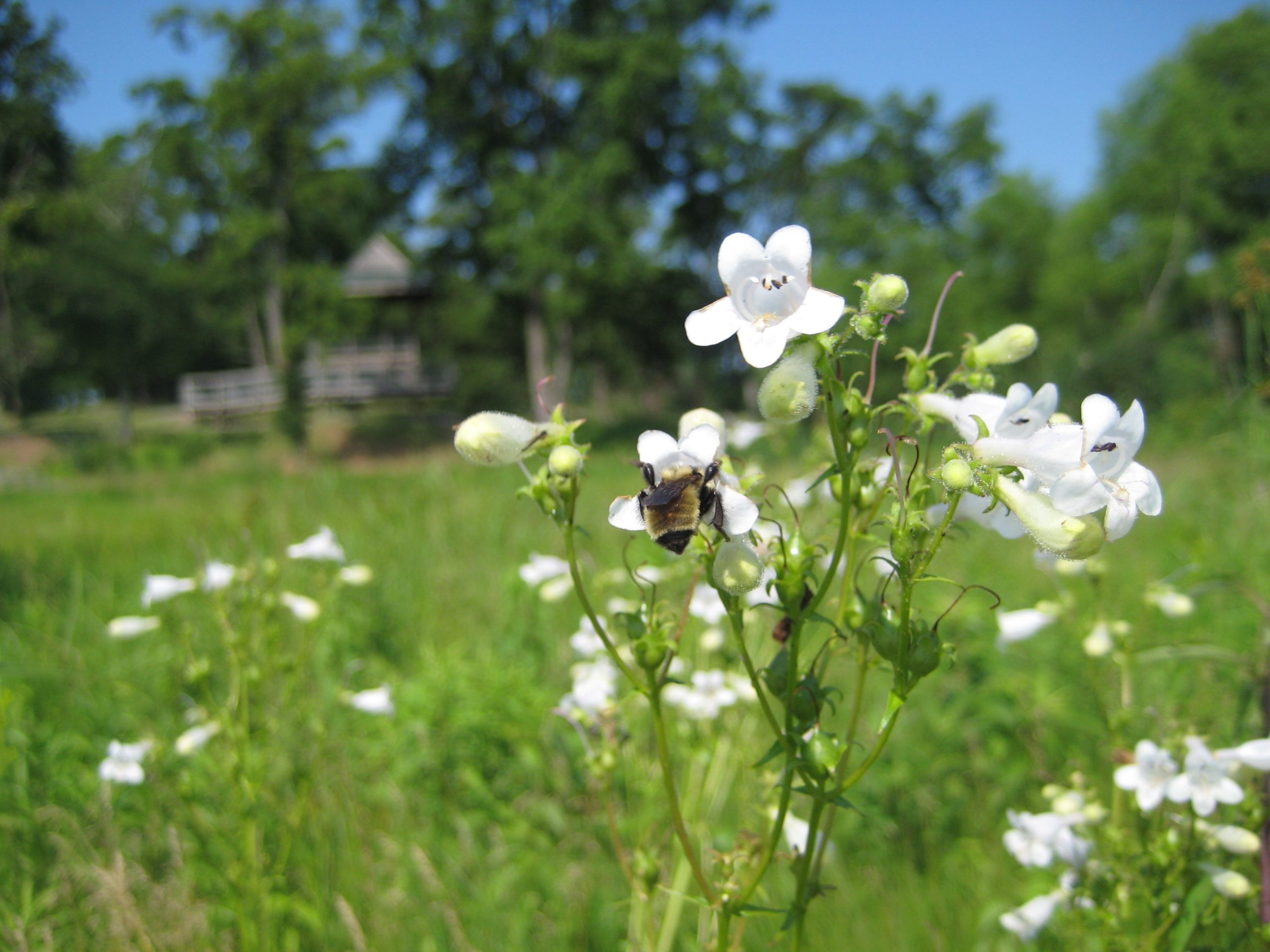 A bee buzzing at Blandy Experimental Farm.