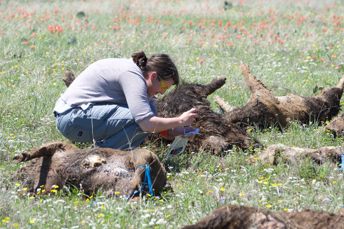 Abby Jones takes a sample of the insects attracted by the hog carcasses.