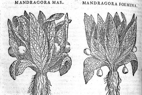  The History and Uses of the Magical Mandrake, According to Modern Witches