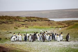 Photo of Falkland Islands