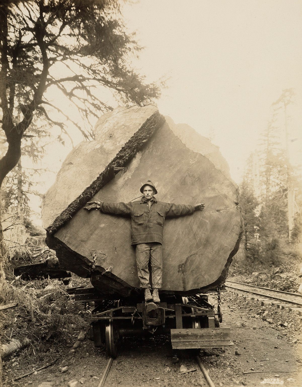 This man didn't measure up to the felled tree.