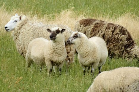 Some sheep (not pictured) appeared and disappeared. 