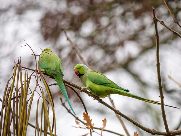 Jimi clearance hendrix parakeets