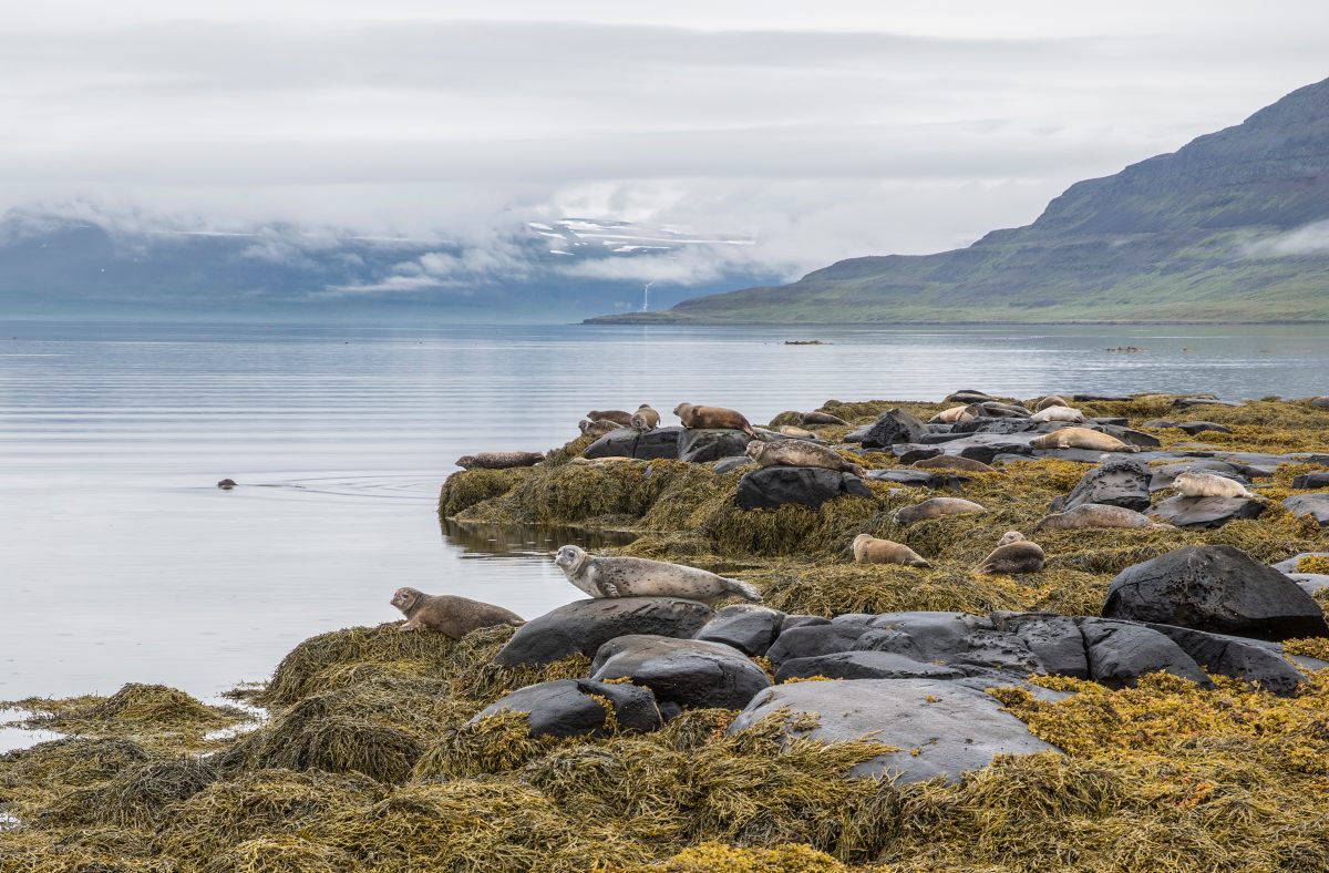 Seals by the water.