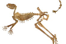 A near-complete fossil skeleton of Protemnodon viator from Lake Callabonna, missing just a few bones from the hand, foot, and tail.