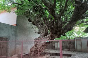 Parvati Hill Chapha Tree