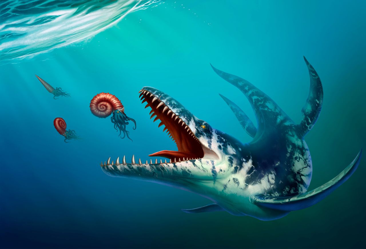 A kronosaurus, one of the top predators in Cretaceous-era tropical oceans, prepares to feast on an ammonite.