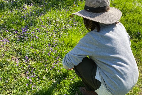 Tama Matsuoka Wong in a field of wild violets.