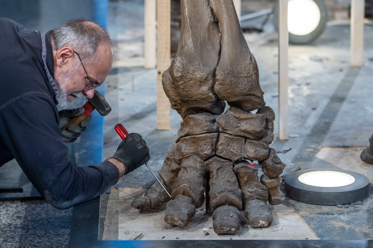 Carved foam will likely hold the phalanges in place during the transoceanic trip.