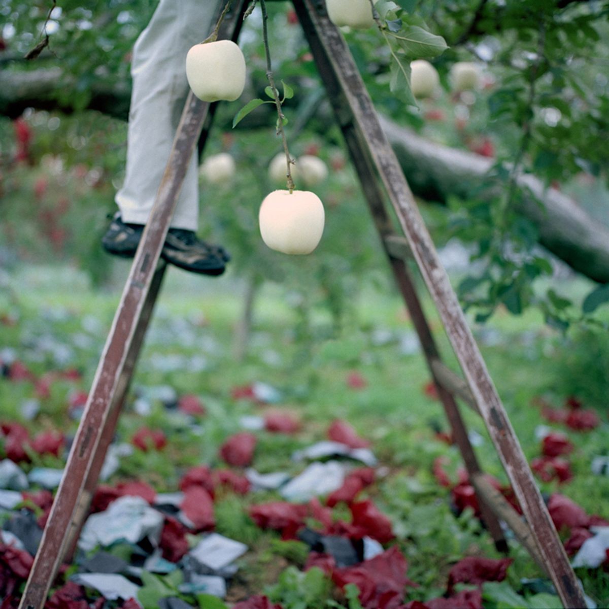 Какое яблоко в земле растет. Моджейские яблоки. Яблоко растёт из земли. Выращивание яблок в Корее. Подвешенное яблоко фотография.